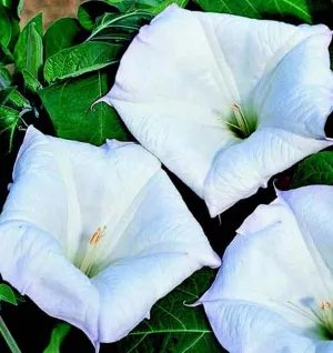 Evening Fragrance Angels Trumpet Seeds